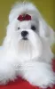 Фото №4. Продажа мальтийскую болонку в Киеве из питомника - цена договорная