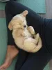 Фото №3. Entzückende Golden-Retriever-Welpen suchen einliebevolles Zuhause!.  Германия