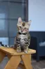 Дополнительные фото: Элитные бенгальские котята котик