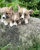 Фото №3. Welch Corgi Pembroke.  Литва