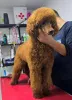 Дополнительные фото: Стандартный щенок из красного пуделя
