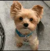 Дополнительные фото: Teacup Yorkie Puppies на продажу