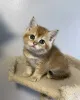 Фото №3. На продажу выращенные дома британские короткошерстные котята. Великобритания