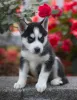 Дополнительные фото: Adorables Cachorros de Husky Sibibiano en ancisción