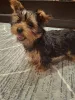 Фото №2 к объявлению №148746 о продаже бивер-йоркширского терьера, йоркширского терьера - купить в Латвии частное объявление, из питомника, заводчик