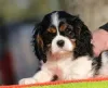 Фото №3. Myytävät cavalierkingcharlesinspanielin pentuja.  Финляндия
