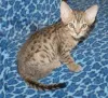 Фото №3. Chatons Ocicat доступен на заказ.. Бельгия