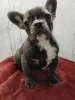 Дополнительные фото: Французский бульдог девочка голубого окраса