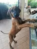 Дополнительные фото: Продаются щенки породы Родезийский Риджбек (Rhodesian Ridgeback)