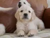 Фото №2 к объявлению №154175 о продаже золотистого ретривера - купить в Бельгии частное объявление