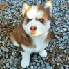 Фото №3. Siberian husky puppies are ready to go now Business WhatsApp 37256348129.  Финляндия