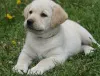 Фото №3. Underbara Golden Retriever-Valpar до усыновления. (46700485892).  Швеция