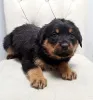 Дополнительные фото: Щенки ротвейлера.