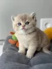 Фото №2 к объявлению №173846 о продаже британская короткошёрстная - купить в Великобритании частное объявление, заводчик