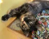 Дополнительные фото: Котенок Алиса в добрые руки!
