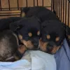 Фото №3. Preciosos cachoros Rottweiler en Venta.  Испания