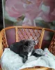 Дополнительные фото: Красивый мальчик французский бульдог.