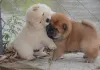 Дополнительные фото: Kc Chow Chow Puppieswhatsapp me at 44 7453 907158
