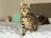 Дополнительные фото: Шикарные Бенгальские котята