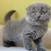 Фото №3. Шотландские вислоухие котята. Германия