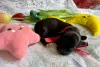 Дополнительные фото: Родословный щенок с сказочным пальто после чемпиона ZKWP/FCI