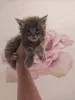 Фото №3. Котенок мейнкун. Великобритания
