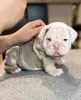 Фото №3. Szczenięta buldoga angielskiego na sprzedaż.  Польша