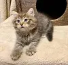Фото №3. Chatons de Race Forêt Norvégienne à vendre.. Бельгия