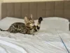 Дополнительные фото: Шикарный Бенгальский кот