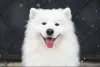 Дополнительные фото: Samoyed FCI Puppies после чемпиона