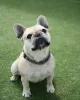 Фото №2 к объявлению №138590 о продаже французского бульдога - купить в Франции частное объявление
