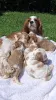 Дополнительные фото: Чистокровные щенки Кавалер Кинг Чарльз Спаниель