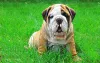 Фото №4. Продажа английского бульдога в Амстердам частное объявление, заводчик - цена 64937₽