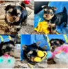 Фото №3. Sweet Yorkie Puppies на продажу 12 недель, у них есть выстрелы супер игривые.  Мальта