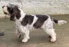 Фото №3. Grand Basset Griffon Vendeen Puppy.  Польша