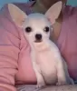 Дополнительные фото: male Chihuahua