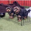 Фото №3. Yorkie Puppies на продажу 12 недель, у них есть выстрелы супер игривые и.  Мальта