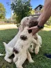 Дополнительные фото: Lagotto Romagnolo, щенок доступен