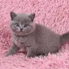 Фото №3. Британские шорты котят. Германия