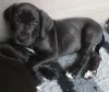 Дополнительные фото: Щенки немецкого дога