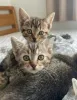 Фото №3. Charming Munchkin Kitten!. Нидерланды