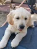 Дополнительные фото: Wunderschöne Golden-Retriever-Welpen suchen ein liebevolles Zuhause.