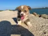 Дополнительные фото: I sell Pembroke corgi puppies