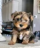 Фото №3. Yorkie Welpen Zur усыновление.  Германия