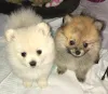 Фото №3. Preciosos cachoros de Pomerania en Venta.  Испания