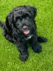 Фото №3. Щенок португальской водной собаки te koop.  Нидерланды