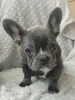 Фото №1. французский бульдог - купить в Бресте за договорная. Объявление №166528