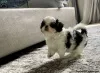 Фото №3. Три потрясающих мальчика KC Shih Tzu.  Великобритания
