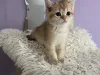 Дополнительные фото: BKH Catten Family Tree Golden Girls готовы забрать