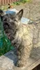 Фото №2 к объявлению №162440 о продаже керн-терьера - купить в Сербии 